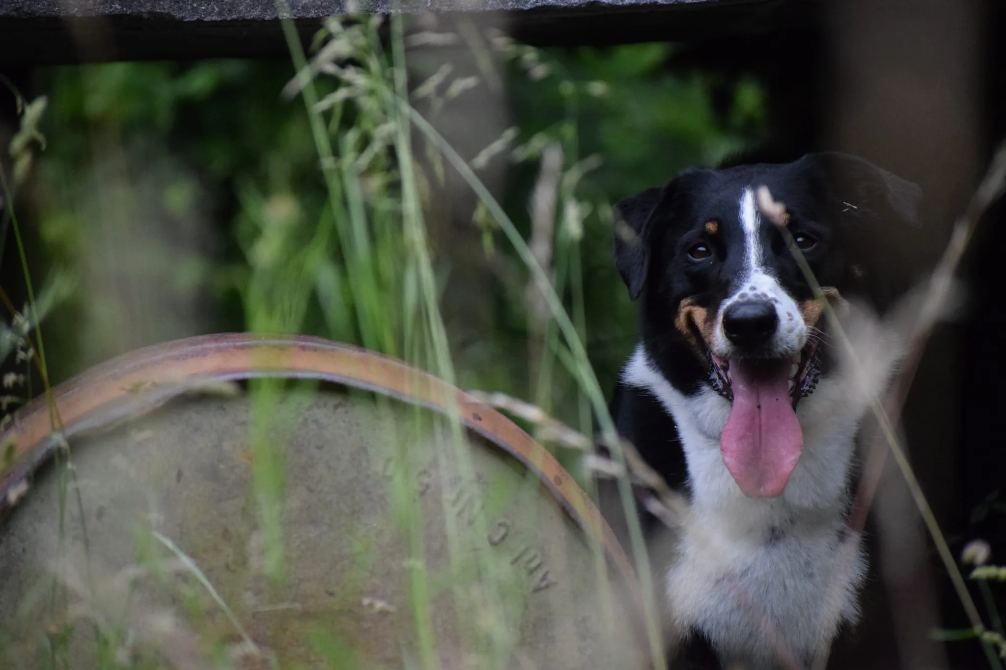 Hund