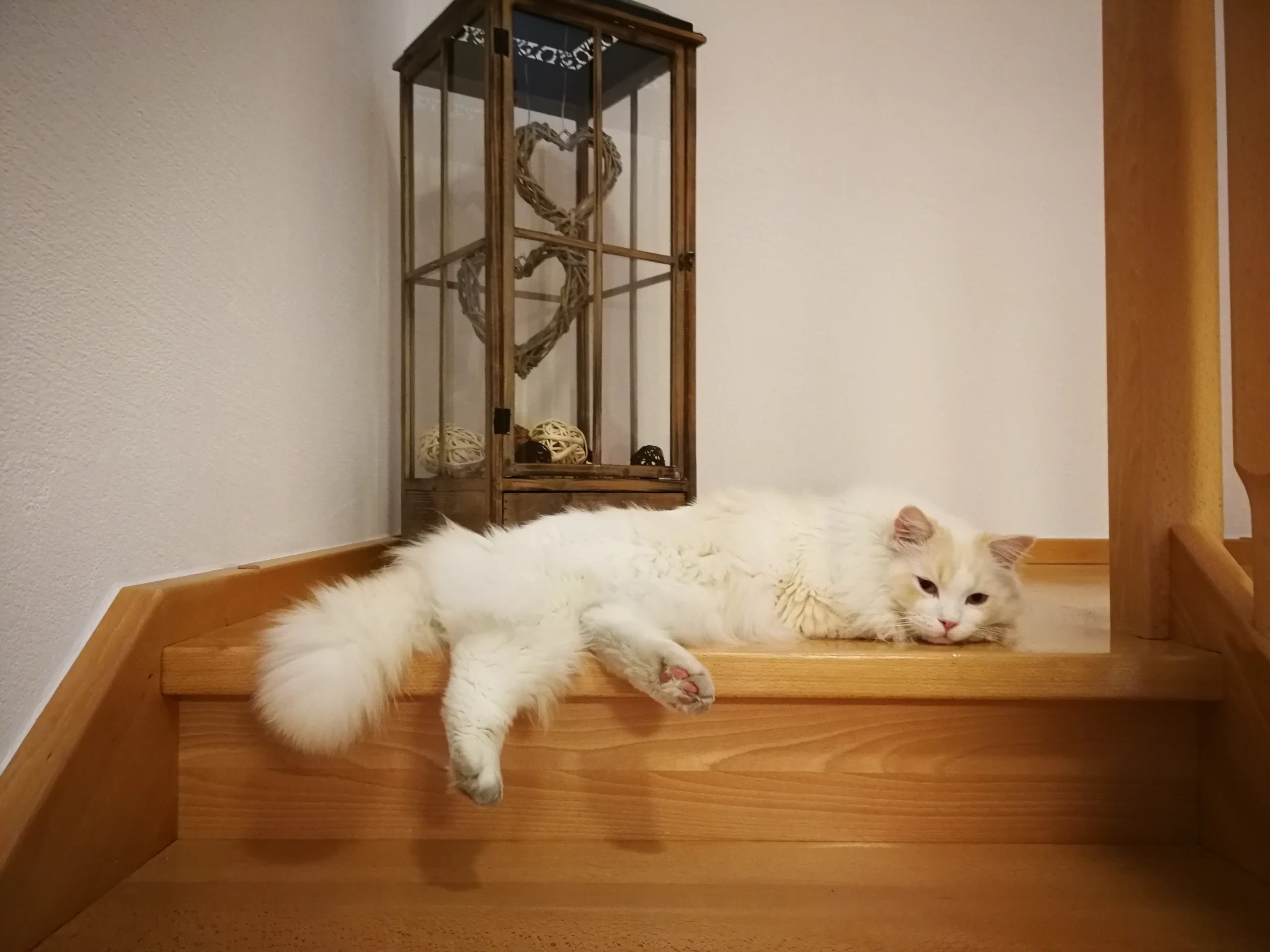Katze