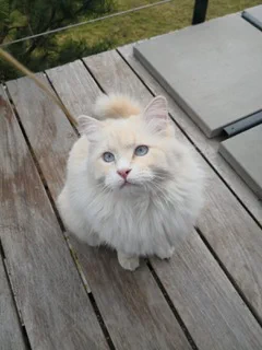 Katze